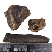 Ice Age Mammal Bones Set Ice Age Mammal Bones Set