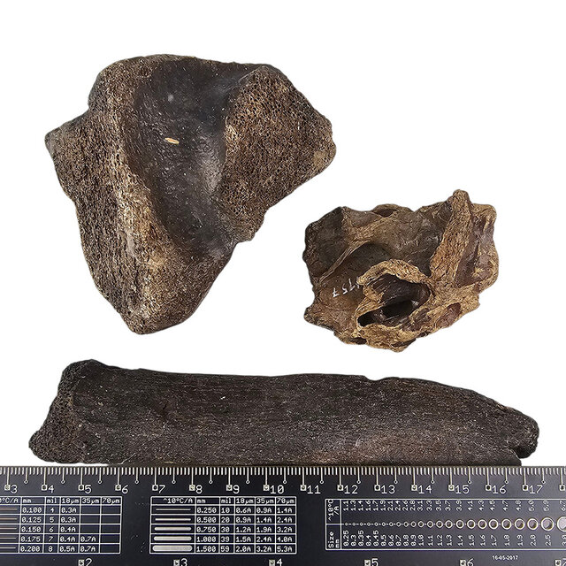 Ice Age Mammal Bones Set Ice Age Mammal Bones Set