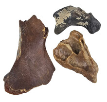 Ice Age Mammal Bones Set