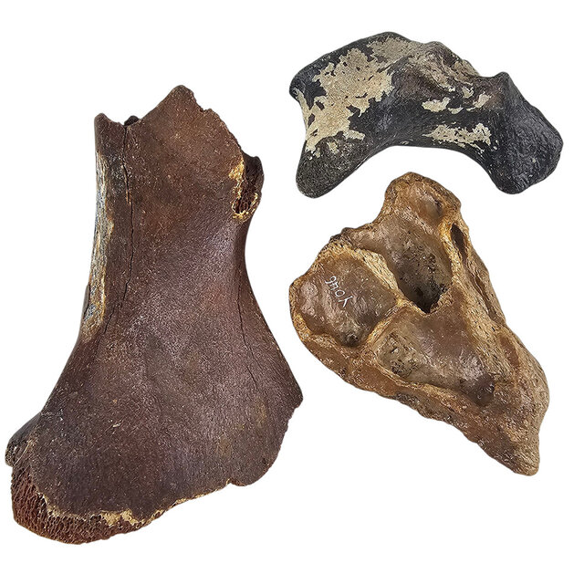 Ice Age Mammal Bones Set Ice Age Mammal Bones Set