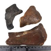 Ice Age Mammal Bones Set Ice Age Mammal Bones Set