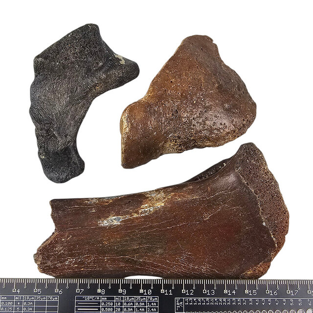 Ice Age Mammal Bones Set Ice Age Mammal Bones Set