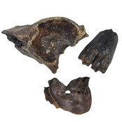 Ice Age Mammal Bones Set Ice Age Mammal Bones Set