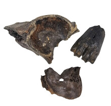 Ice Age Mammal Bones Set