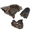 Ice Age Mammal Bones Set