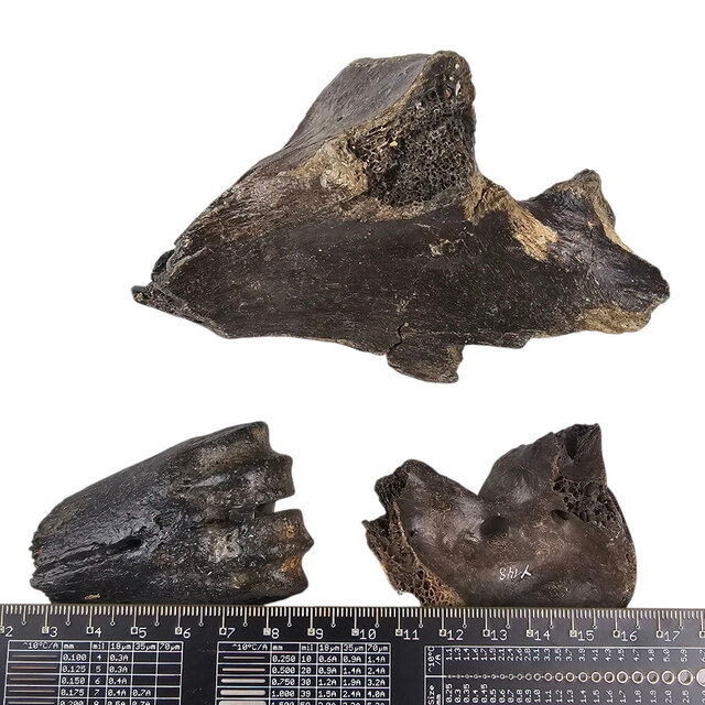 Ice Age Mammal Bones Set Ice Age Mammal Bones Set