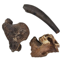 Ice Age Mammal Bones Set