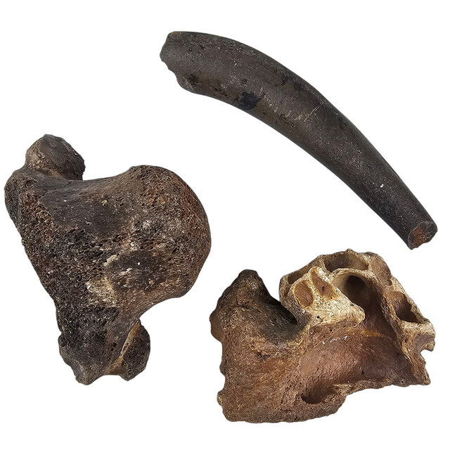 Ice Age Mammal Bones Set Ice Age Mammal Bones Set