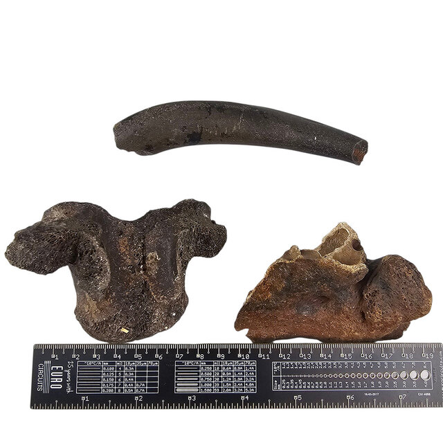 Ice Age Mammal Bones Set Ice Age Mammal Bones Set