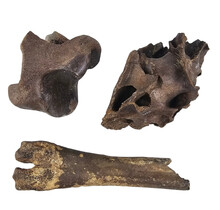 Ice Age Mammal Bones Set