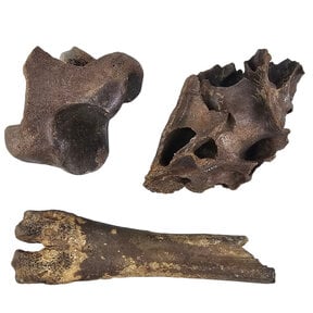 Eiszeit-Knochen-Set