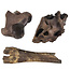 Ice Age Mammal Bones Set