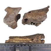 Ice Age Mammal Bones Set Ice Age Mammal Bones Set