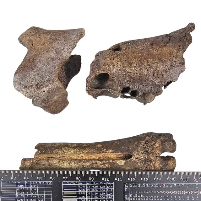 Ice Age Mammal Bones Set Ice Age Mammal Bones Set