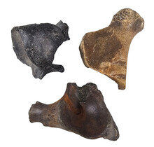 Ice Age Mammal Bones Set
