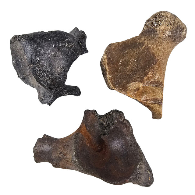 Ice Age Mammal Bones Set Ice Age Mammal Bones Set