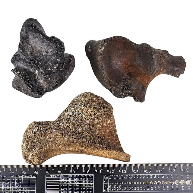 Ice Age Mammal Bones Set Ice Age Mammal Bones Set