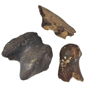 Ice Age Mammal Bones Set Ice Age Mammal Bones Set