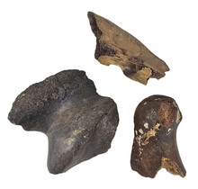 Ice Age Mammal Bones Set