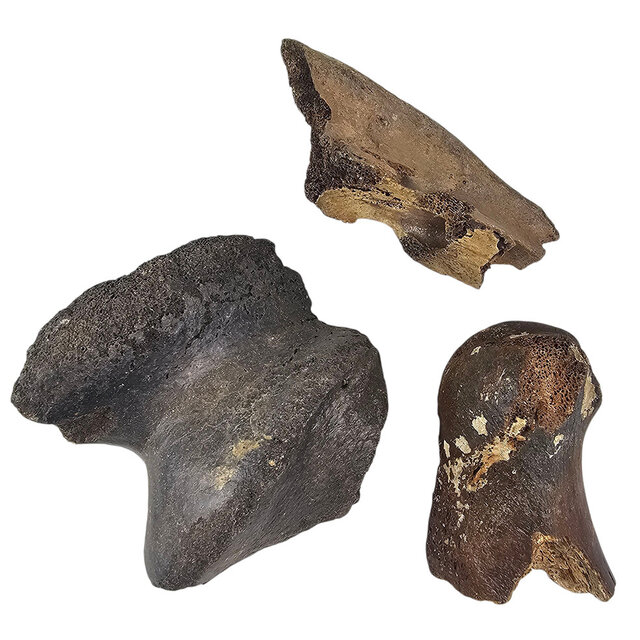 Ice Age Mammal Bones Set Ice Age Mammal Bones Set