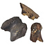 Ice Age Mammal Bones Set