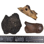 Ice Age Mammal Bones Set Ice Age Mammal Bones Set