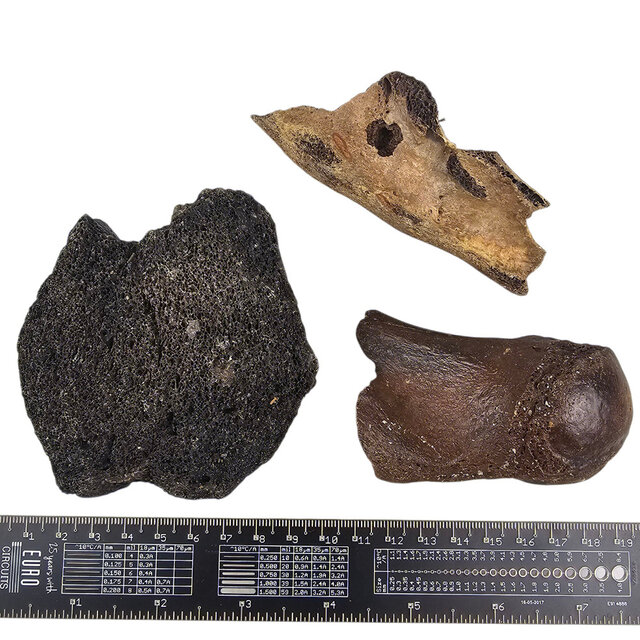 Ice Age Mammal Bones Set Ice Age Mammal Bones Set