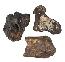Ice Age Mammal Bones Set