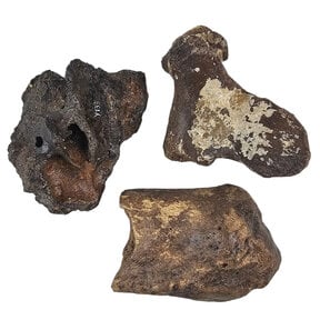 Eiszeit-Knochen-Set