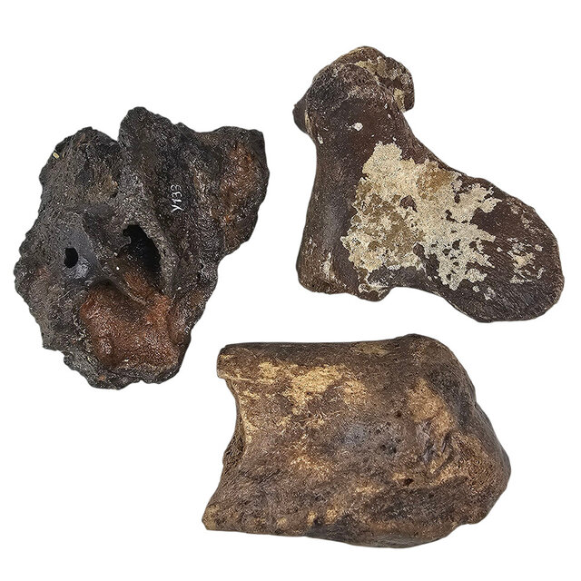 Ice Age Mammal Bones Set Ice Age Mammal Bones Set