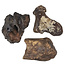 Ice Age Mammal Bones Set