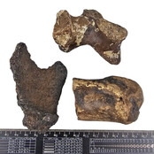 Ice Age Mammal Bones Set Ice Age Mammal Bones Set