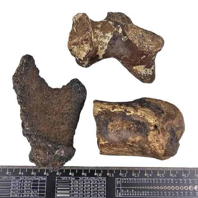 Ice Age Mammal Bones Set Ice Age Mammal Bones Set