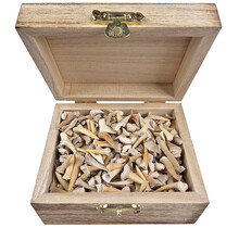 Treasure box with shark teeth and ray teeth from Morocco