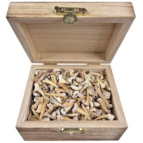 Treasure box with fossil teeth