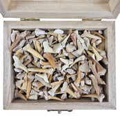 Treasure box with shark teeth and ray teeth from Morocco Treasure box with shark teeth and ray teeth from Morocco