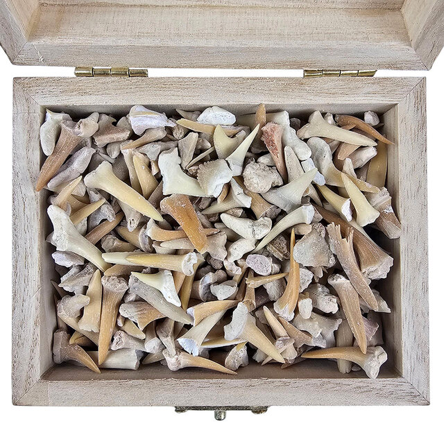Schatzkiste mit Haifischzähnen und Rochenzähnen aus Marokko Schatzkiste mit Haifischzähnen und Rochenzähnen aus Marokko