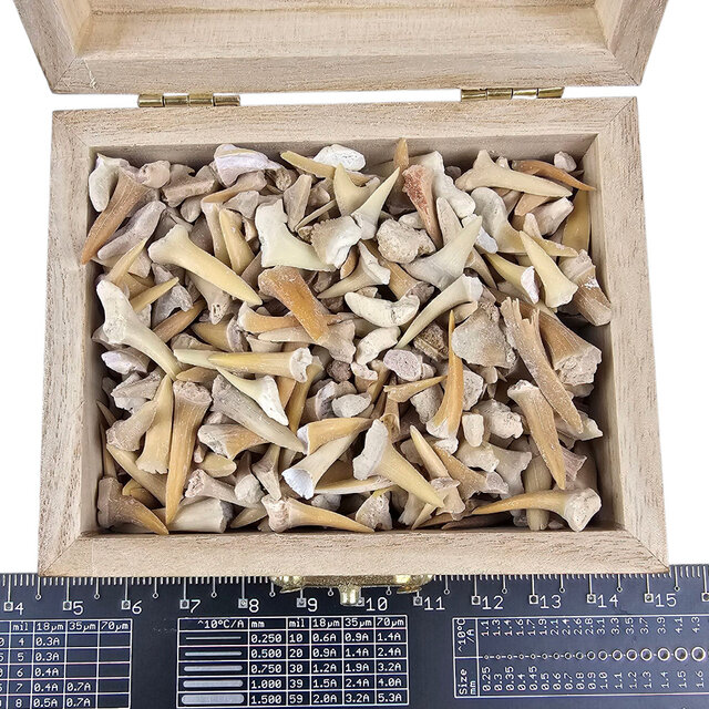 Schatzkiste mit Haifischzähnen und Rochenzähnen aus Marokko Schatzkiste mit Haifischzähnen und Rochenzähnen aus Marokko