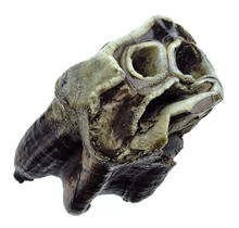 Fossiler Backenzahn des Wollnashorns