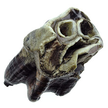 Backenzahn von dem Wollnashorn