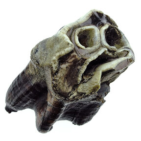 Kies van de  Wolharige neushoorn