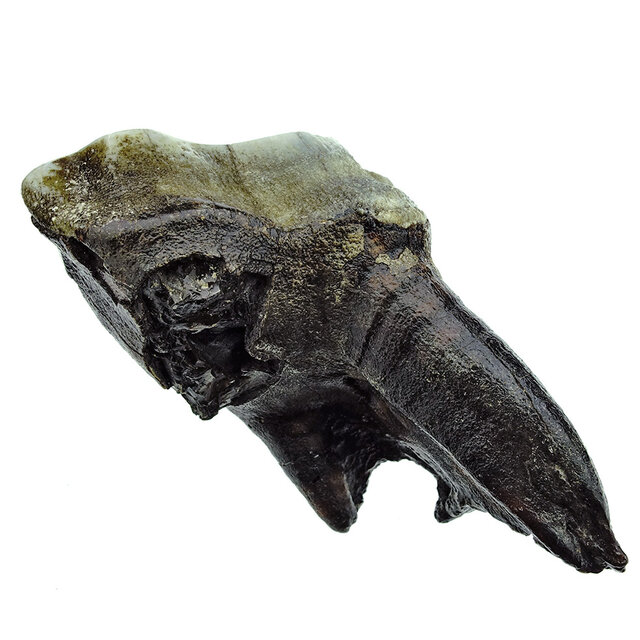 Fossiler Backenzahn des Wollnashorns