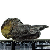 Fossil molar of the Woolly Rhinoceros