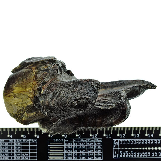 Fossil molar of the Woolly Rhinoceros