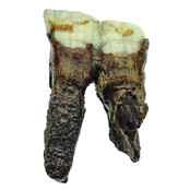 Fossil molar of the Woolly Rhinoceros