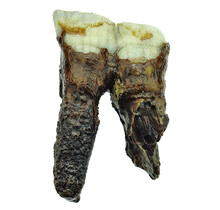 Fossil molar of the Woolly Rhinoceros