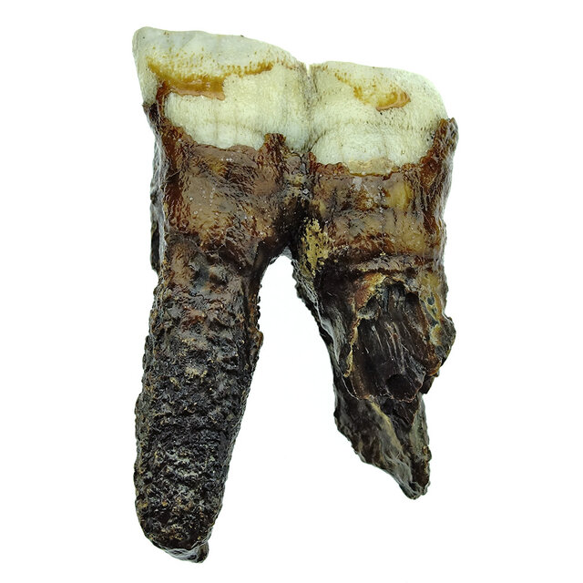 Fossil molar of the Woolly Rhinoceros