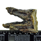 Fossiler Backenzahn des Wollnashorns