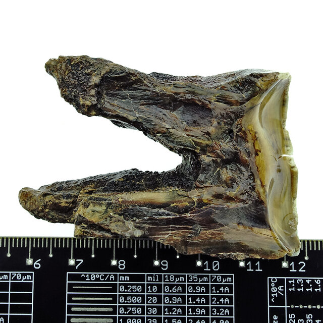 Fossiele kies  van de Wolharige neushoorn