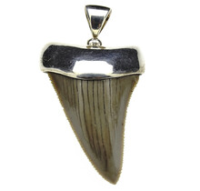 Silver pendant with fossil shark tooth
